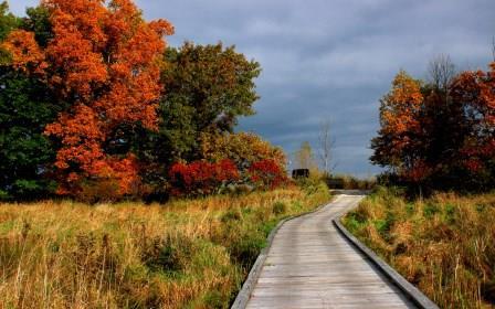 Fall Colors